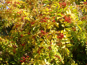 Zanthoxylum simulans - Chinese Pepper Tree, Rare herb