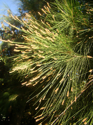 Common Ru Tree Casuarina equisetifolia - Australian Pine, She Oak, Common Ru ...