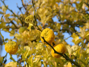 Citrus trifoliata (Poncirus trifoliata) - Hardy lemon (10-14cm)