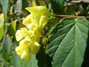 Corylopsis glabrescens, fragrant Winter Hazel, spring flowering, plant, shrub, deciduous, scented, hardy
