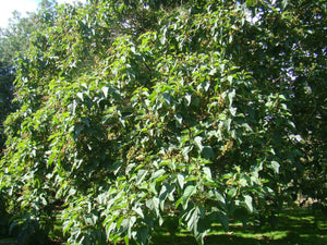 Paulownia kawakamii, Sapphire Dragon Tree, Jurassicplants Nurseries, plant, shrub, evergreen, slow growing, hardy, drought tolerant