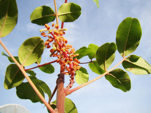 Ceratonia siliqua - Carob Tree, Locust Tree
