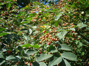 Zanthoxylum simulans, Chinese Pepper Tree, Rare herb, tree, shrub, deciduous, patio plant, hardy, fruit
