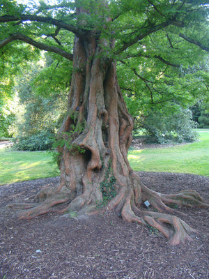 Metasequoia glyptostroboides, Dawn Redwood, Jurassicplants Nurseries, deciduous, shrub, tree, garden, patio, hardy, bonsai, spring flowering