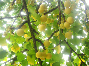  Ginkgo biloba, Maidenhair Tree, plant, patio, conifer, tree, bonsai, deciduous, hardy, spring flowering