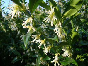 Sarcococca confusa, White Christmas Box, shrub, evergreen, patio plant, slow growing, hardy, winter flowering