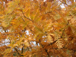 Metasequoia glyptostroboides, Dawn Redwood, Jurassicplants Nurseries, deciduous, shrub, tree, garden, patio, hardy, bonsai, spring flowering