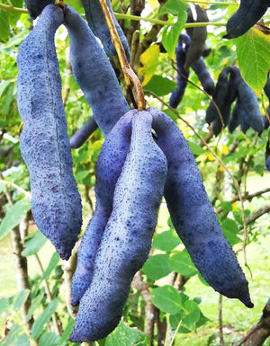 Decaisnea fargesii, Blue Sausage Shrub, plant, deciduous, fruit, edible, garden, hardy, fast gorwing