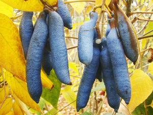 Decaisnea fargesii, Blue Sausage Shrub, plant, deciduous, fruit, edible, garden, hardy, fast gorwing