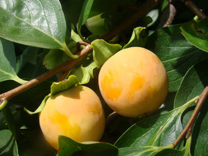 Diospyros Kaki, Japanese Persimmon, Sharon Fruit, spring flowering, patio plant, tree, deciduous, hardy, fruit, edible