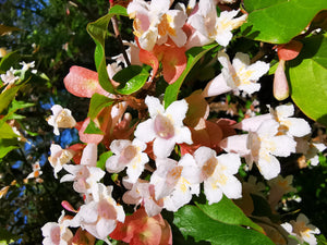 Dipelta floribunda - Rosy Dipelta