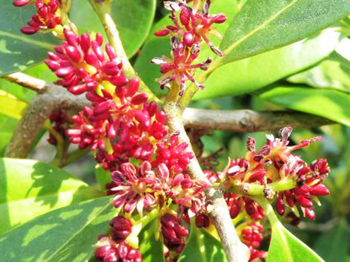 Distilium Racemocum Distylium racemosum - Isu Tree - Jurassicplants Nurseries