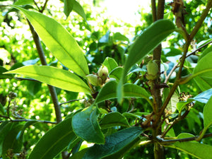 Distylium racemosum, Isu Tree, flowering plant, evergreen, shrub, slow growing