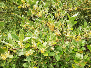 Elaeagnus umbellata - Autumn Olive
