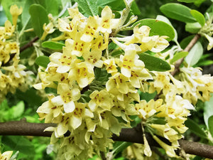 Elaeagnus umbellata, Japanese Silverberry or Autumn Olive, patio plant, deciduous, bonsai, spring flowering, hardy, fruit, edible