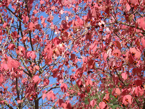 Euonymus oxyphyllus, Korean Spindle, shrub, small tree, fruiting, deciduous, flowering, autumn colour