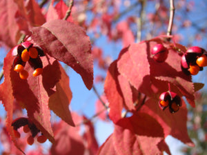 Euonymus oxyphyllus, Korean Spindle,  shrub, small tree, fruiting, deciduous, flowering, autumn colour