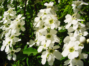 Exochorda korolkowii, Pearlbush, shrub, deciduous, spring flowering, fast growing