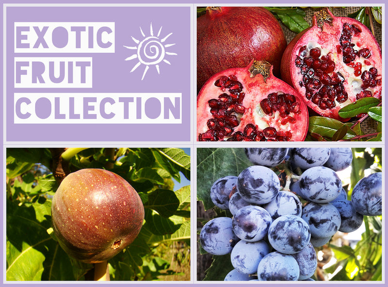 Exotic Fruit Collection - Jurassicplants Nurseries