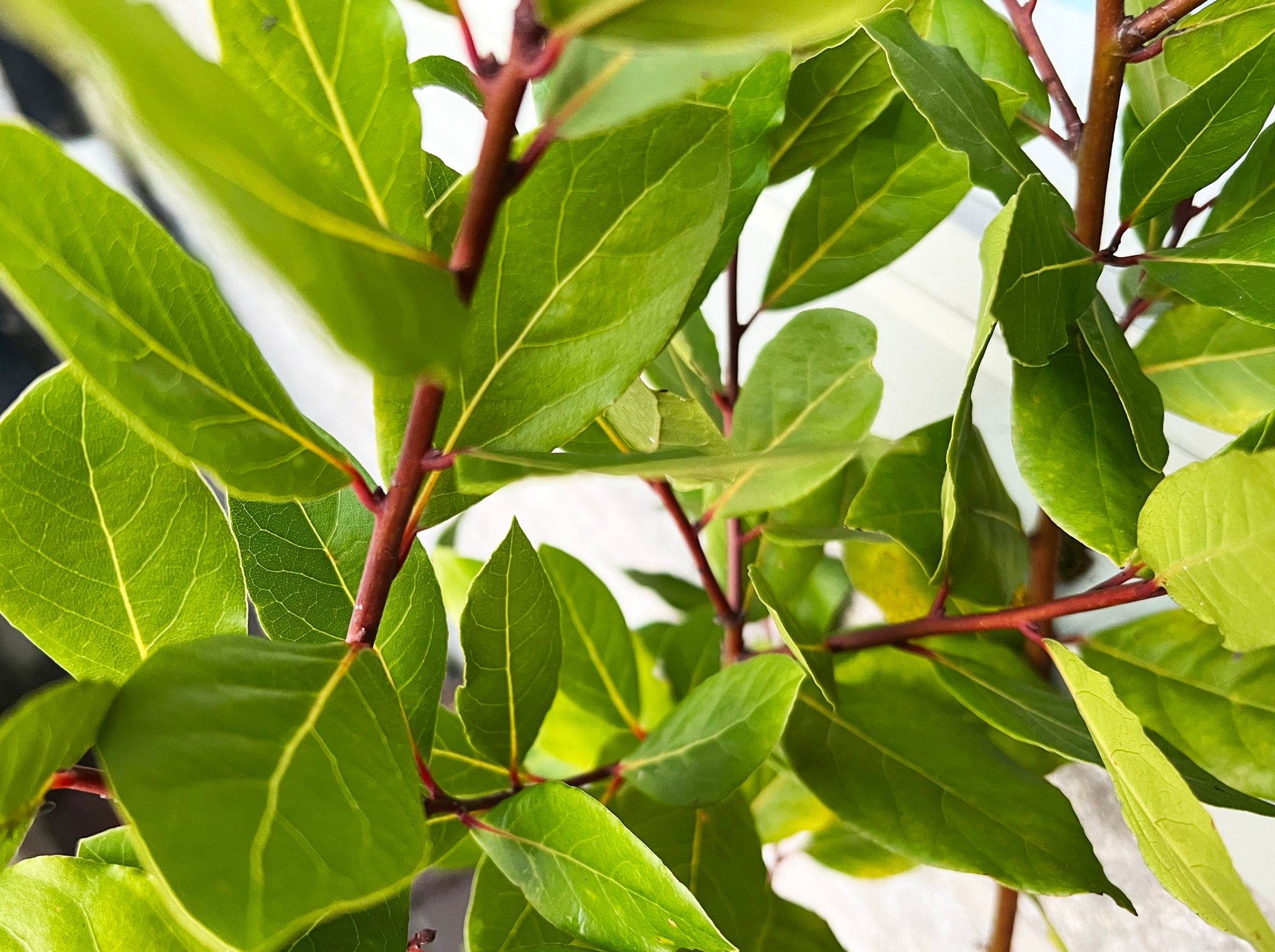 Laurus Tree Laurus nobilis - Bay Tree, Bay Laurel - Jurassicplants Nurseries