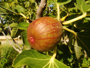 Ficus carica Madeleine des deux saisons, Brown Striped Fig, tree, shrub, deciduous, bonsai, conservatory plant, fruits, edible, hardy
