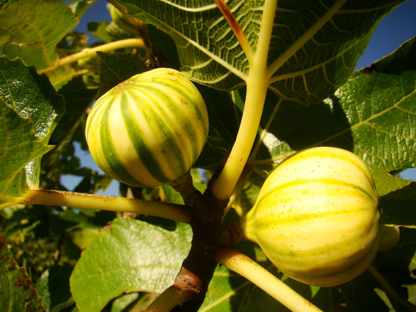 Panachee Ficus carica Panachee - Tiger Fig - Jurassicplants Nurseries