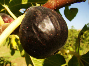 Ficus carica Ronde de Bordeaux, Black Fig, plant, patio, tree, shrub, bonsai, deciduous, sweet, fruit, edible, hardy, fast growing, exotic