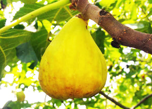 Ficus carica Yellow Giant, Fig Tree Yellow Giant, Jurassicplants Nurseries, plant, patio, conservatory, fruit, edible, fast growing, fruit, edible