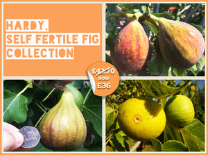 Hardy, Self Fertile Fig Collection - Brunswick, Panachee, Brown Turkey