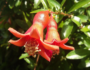   Punica granatum Compact, Pomegrante Single Red Flowered, patio plant, slow growing, hardy, fruit, edible, flowering