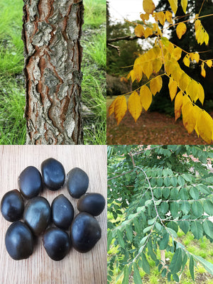 Gymnocladus dioica, Kentucky Coffee Tree, plant, tree, deciduous, hardy, autumn colours