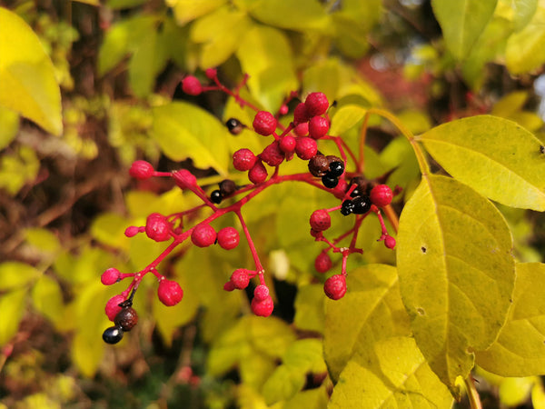 Zanthoxylum schinifolium - Mastic-leaf Prickly Ash, Sichuan Pepper, Se ...