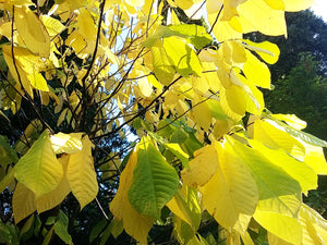 Cladrastis kentukea, Kentucky Yellowwood, tree, deciduous, scented, flowering plant, hardy