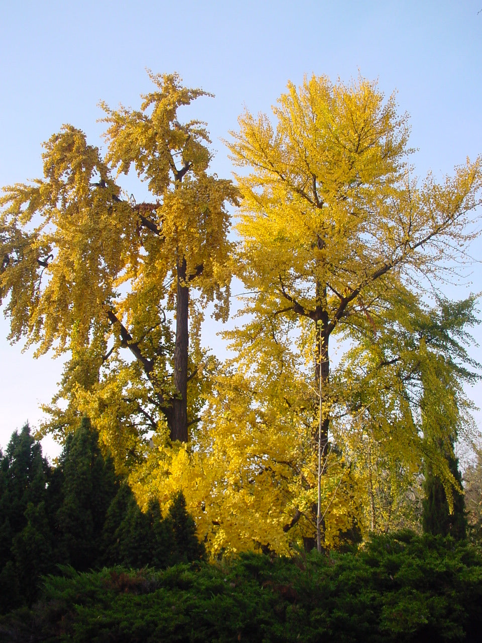  Ginkgo biloba, Maidenhair Tree, plant, patio, conifer, tree, bonsai, deciduous, hardy, spring flowering