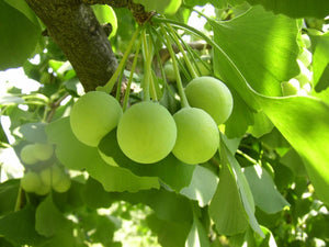 Ginkgo biloba, Maidenhair Tree, plant, patio, conifer, tree, bonsai, deciduous, hardy, spring flowering