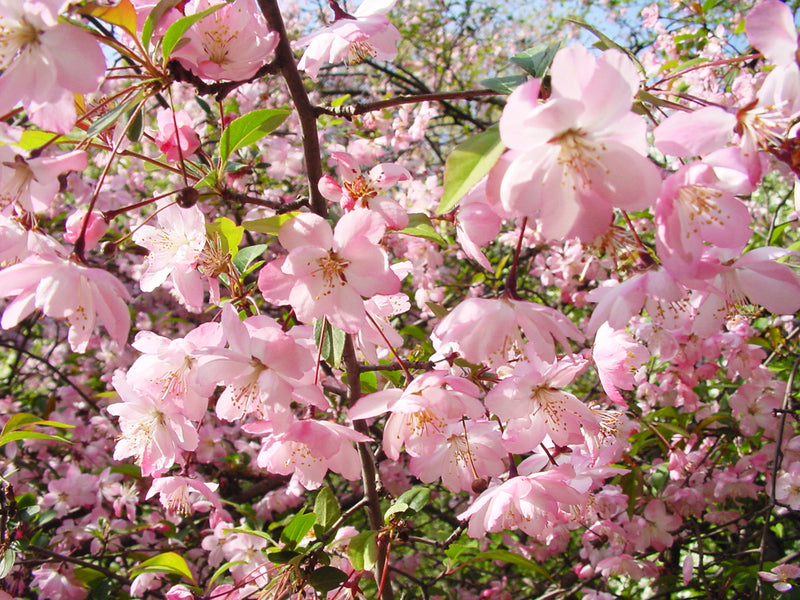 Hall Crabapple (Malus halliana) 7 Malus halliana - Hall Crab Apple