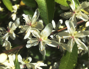 Hoheria sexstylosa, Ribbonwood/Lacebark, plant, evergreen, shrub, scented, hardy, summer flowering, fast growing, garden
