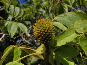 Platycarya strobilacea, Cone Nut, Platycarya, Jurassicplants Nurseries, deciduous, tree, shrub, fruits, summer flowering, hardy