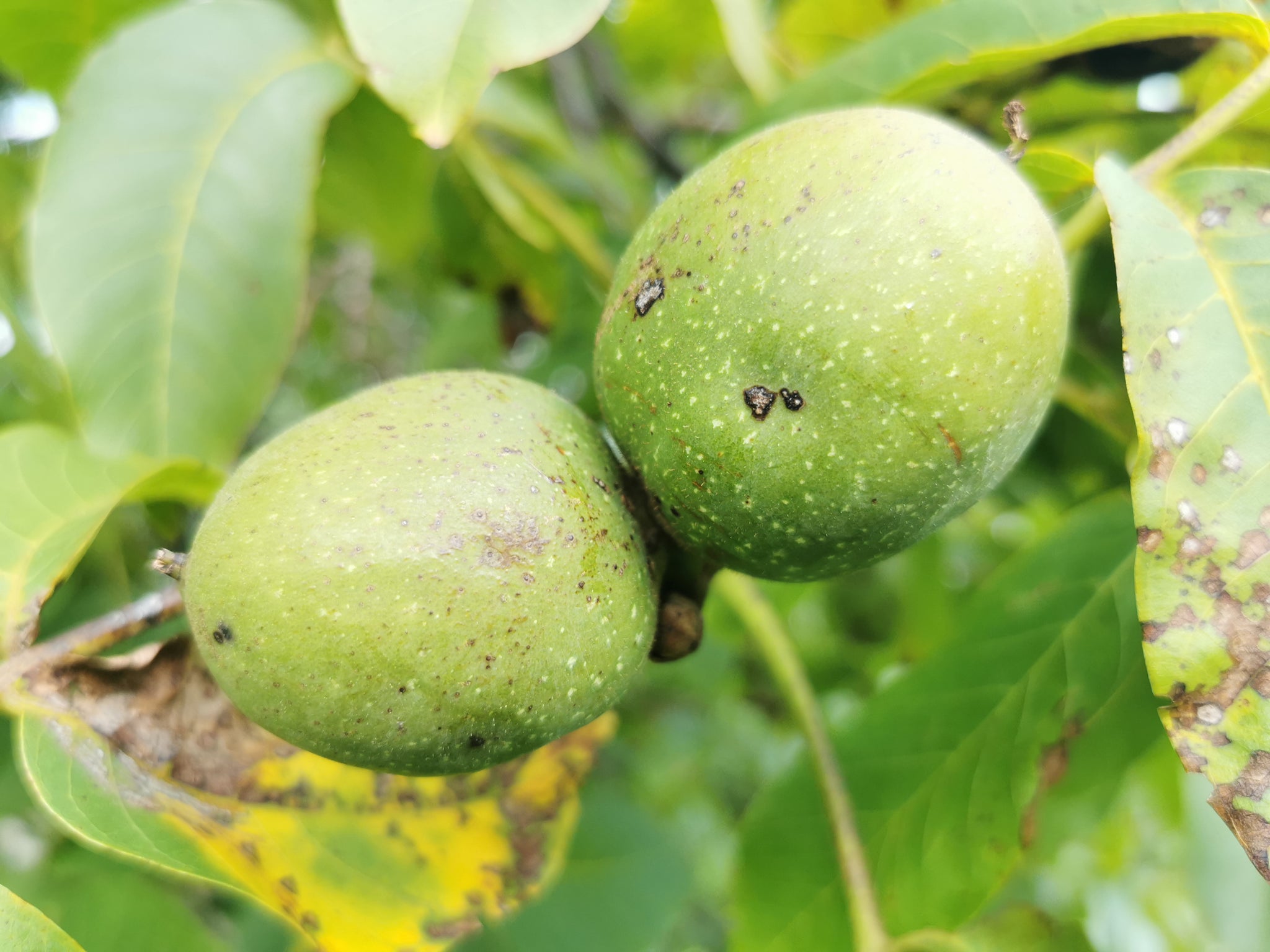 Walnut Tree Decidious Juglans regia - English Walnut Tree - Jurassicplants Nurseries