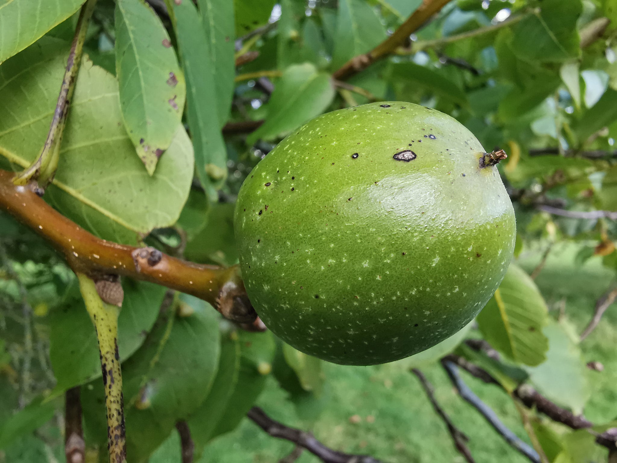 Walnut Tree Decidious Juglans regia - English Walnut Tree - Jurassicplants Nurseries