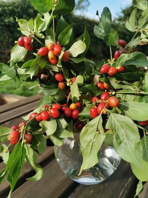 Cornus mas, Cornelian Cherry, Jurassicplants Nurseries, spring flowering, plant, shrub, deciduous, fruit, edible, hardy