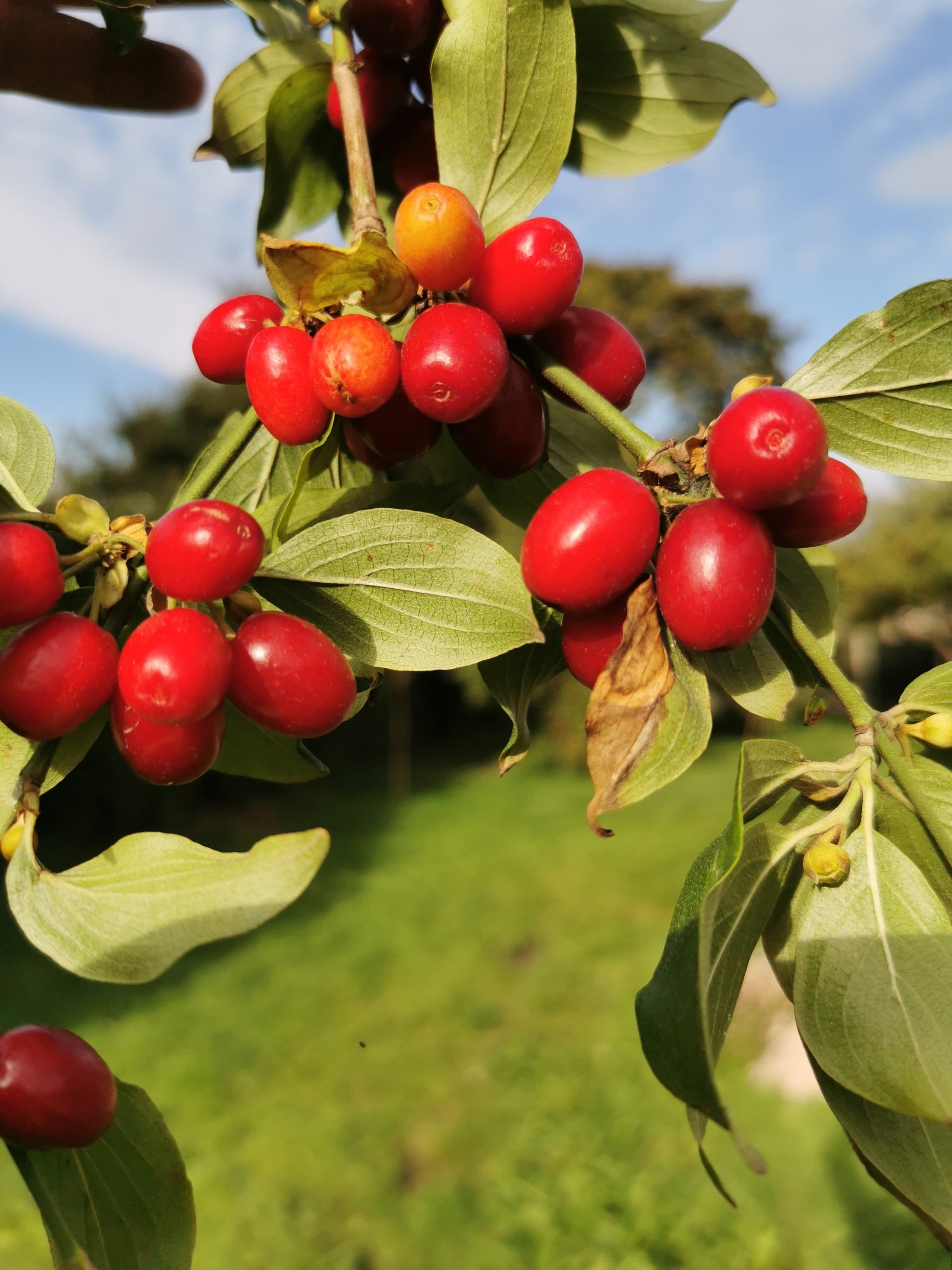 What Dogwood Tree Has Red Berries?