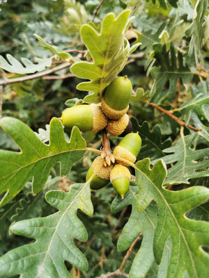 Quercus pyrenaica - Pyrenean Oak