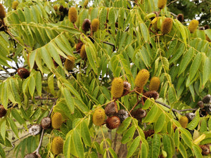 Platycarya strobilacea, Cone Nut, Platycarya, Jurassicplants Nurseries, deciduous, tree, shrub, fruits, summer flowering, hardy