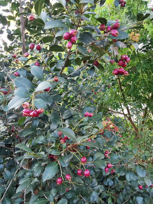 Syzygium smithii, Lilly Pilly, evergreen, fruit, edible, patio, flowering plant, fast growing