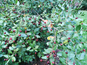 Blepharocalyx cruckshanksii, Heaven Scent, Temu, evergreen, shrub, slowering plant, fragrant, fruit, edible
