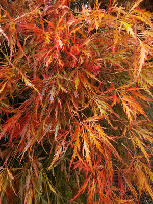 Acer palmatum 'Dissectum', Japanese Maple (cut leaved), Jurassicplants Nurseries, deciduous, patio plant, bonsai, slow growing, fruit