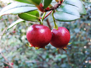 Ugni molinae, Chilean Guava, evergreen, shrub, bonsai, fruit, edible, slow growing, hardy