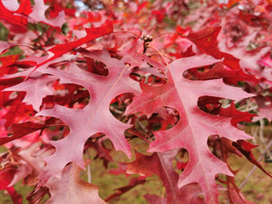 Quercus rubra, Red Oak, Jurassicplants Nurseries, tree, hardy, autumn colours, fast growing, edible, fruits