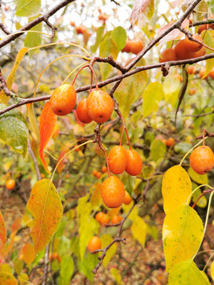 Pyrus phaeocarpa, Orange Pear, deciduous, tree, fruit, edible, hardy, autumn colours